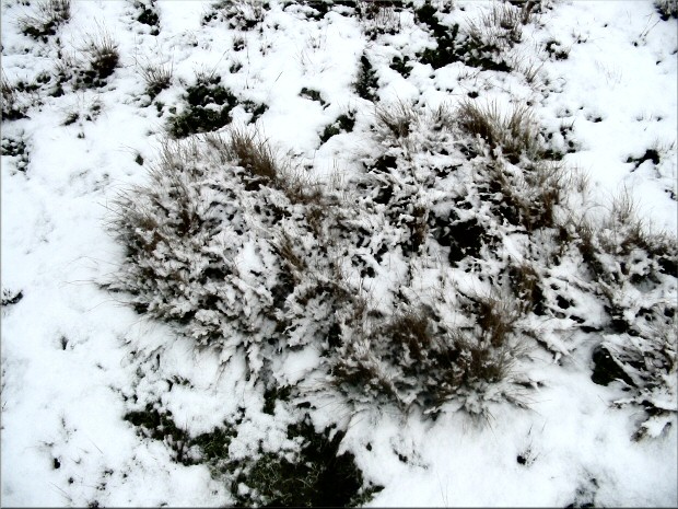 Grasbschel im Schnee