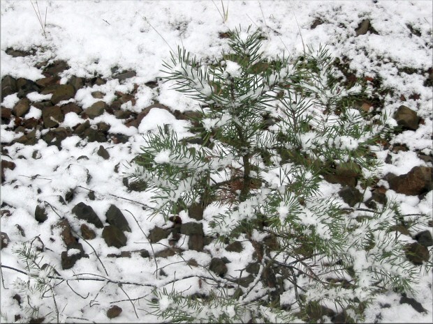 kleine Kiefer vom Schnee bedeckt