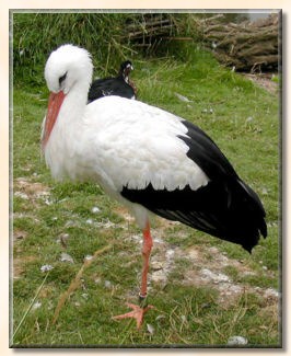 WeißStorch
