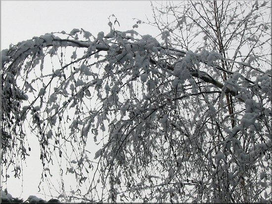 wunderschne schneebedeckte Birkenspitzen