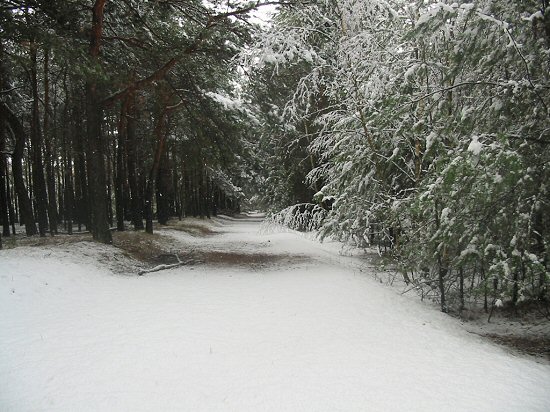 verschneiter Waldweg gesumt von weissen Birken und Kiefern