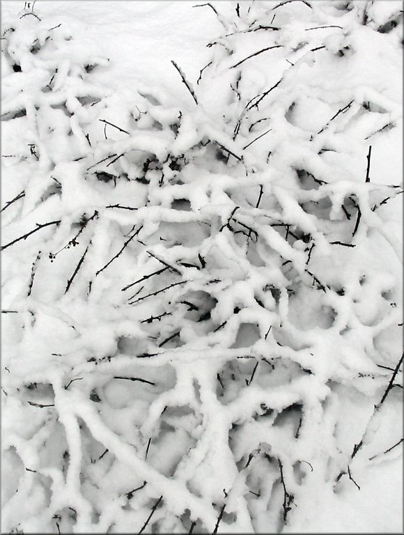 total vom Schnee bedeckte Kratzbeerenstrucher